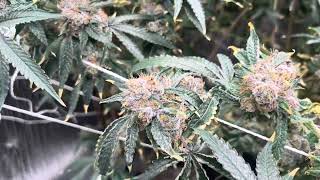 Lemon Cherry Gelato Week 9 , final week before cut :))