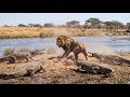 A Male Lion Has No Escape From A Ring Of Giant Nile Crocodiles Wildlife Documentary