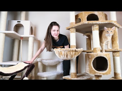 Top 5 Best Cat Trees (We Tried Them All)