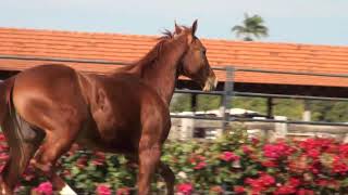 09 - NAUGHTY JOHNNY JA