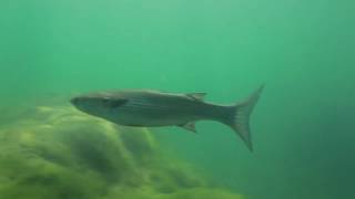 Rivers of Croatia  - TRAILER
