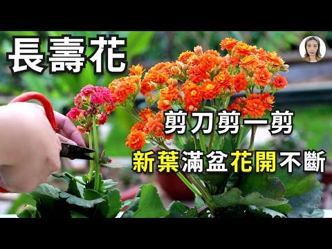 代表長壽的植物