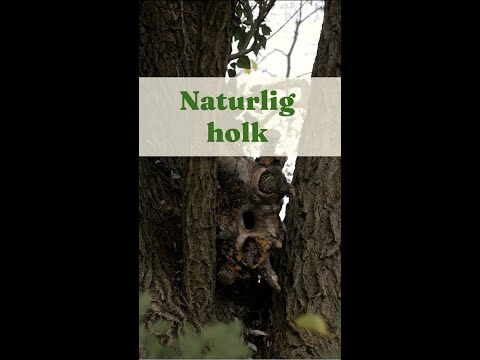 Naturlig holk - Trädgårdshacks med GardenR