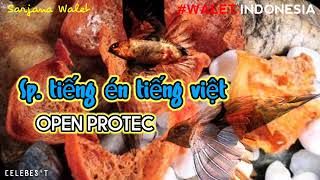 Download lagu PERNAH VIRAL!!! $UARA WALET OPEN PROTEC ASLI VIETNAM mp3