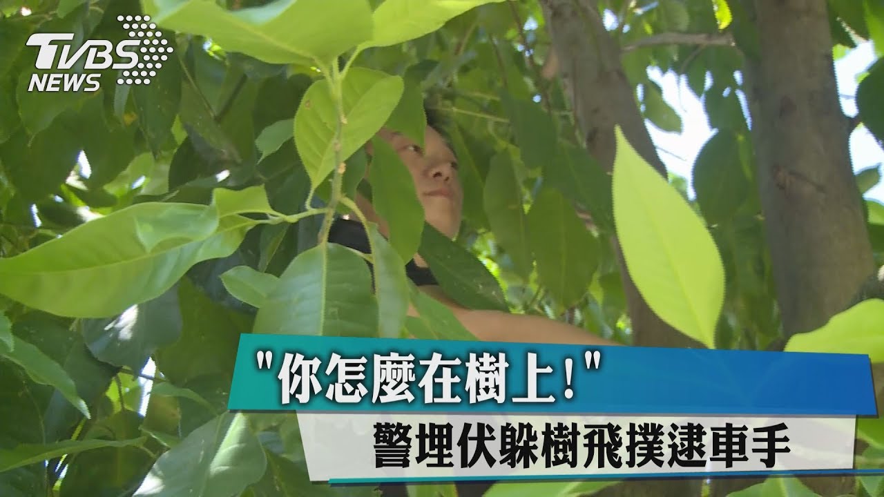 「你怎麼在樹上！」警埋伏躲樹飛撲逮車手