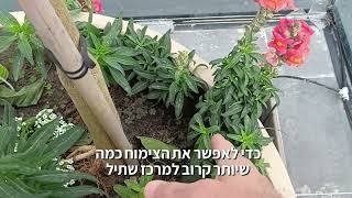 לוע הארי מחפש את השמש