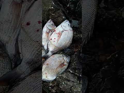 pesca en Santa Lucía del este canelones