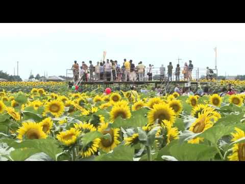 ひまわり（野木町）