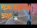 Kucing Lucu Kumpulan Kucing Berantem Sangat Seru I Video Kompilasi Kucing Lucu II Miauwww Animals