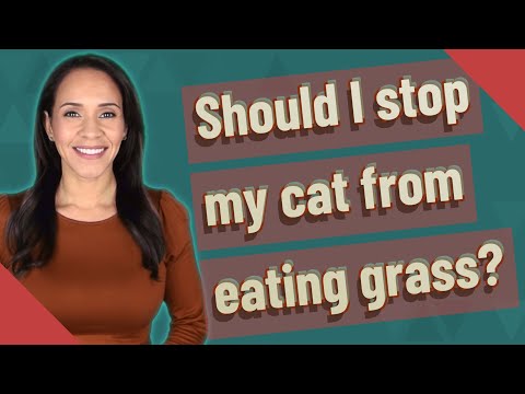 Should I stop my cat from eating grass?