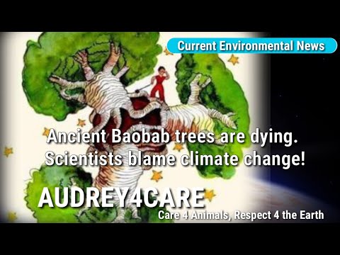 , title : 'Ancient Baobab Trees in Southern Africa are dying. Scientists blame climate change! | Science News'