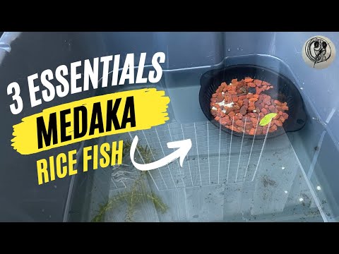 【MEDAKA】3 Essentials for the Japanese Medaka Ricefish Tub / Tank / Pond【メダカ】【RiceFish】【Ramshorn】