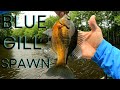 Summer bluegill spawning tips - Bream fishing shallow and deep