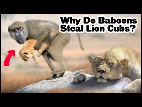 Why Do Baboons Steal Lion Cubs?