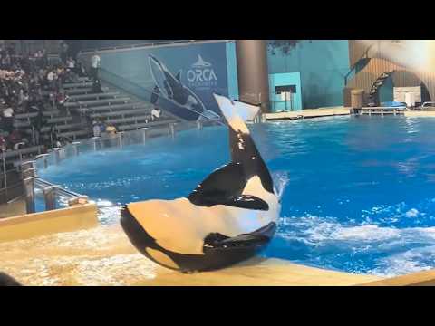 Orca Encounter (Full Show) - SeaWorld Orlando - December 25, 2025