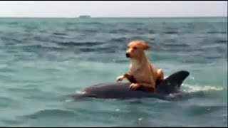 Dog Rushes Into The Ocean To See The Dolphins, Hitches A Ride Back Into Shore