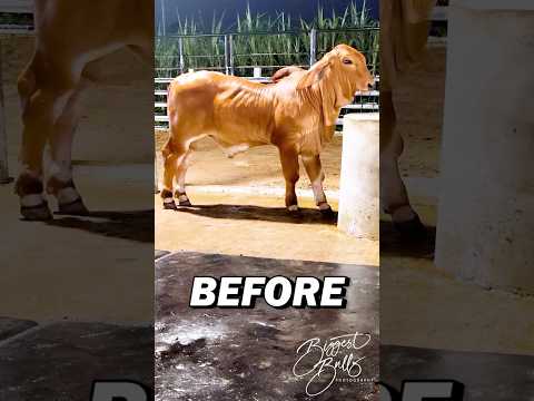 Two years transformation of a Red Brahman Bull