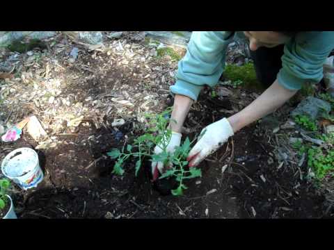 SARRO: Starting a Vegetable Garden - Part 2 - Mary Jo Sarro .com