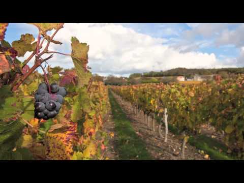 Wine's Cool--Class 2: Intro to Terroir and Classification