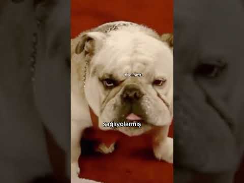 Sihirli Annem'deki Taci'ye Ne Oldu?