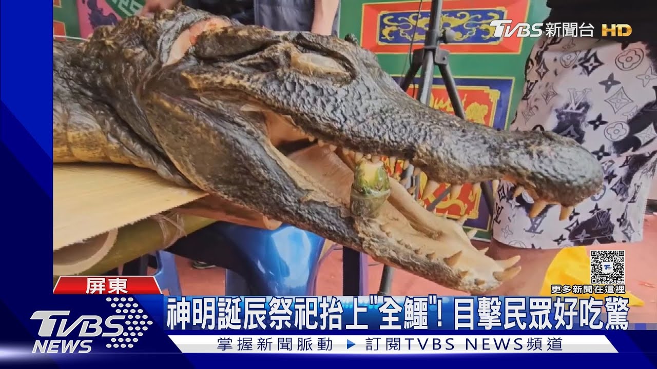 比氣魄!南部神明誕辰獻祭「全鱷」 價格高出豬公一倍