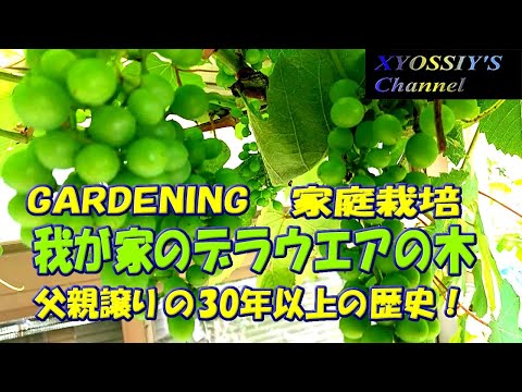 庭のブドウの木