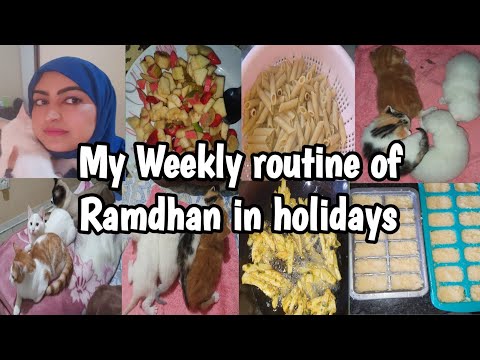 Two weeks old kittens // Cats k aur bachay ni chaey ZA me hmari aftar ki routine #dailyvlogs #family