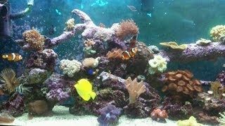 How to build a low cost 55 gallon 240 litre salt water aquarium