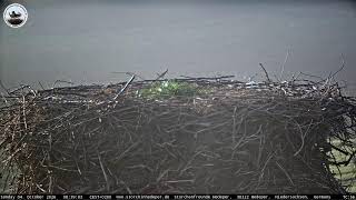 Lower Saxony · Schladen · Stork nest in Hedeper live stream