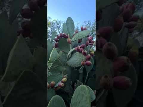 Cosechando las Tunas - La Cañada - Santiago del Estero