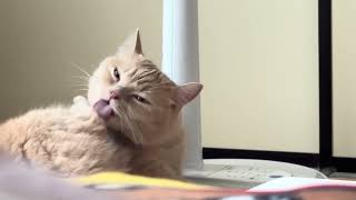 眠くなる動画。#猫#ねこ#cat#可愛い#かわいい#バズれ