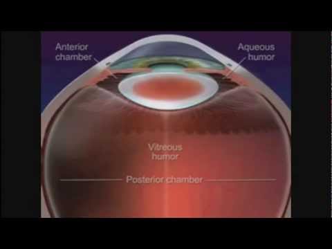 comment localiser aires cerebrales visuelles