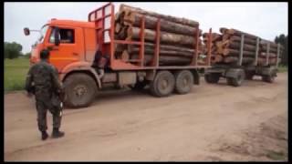 Ущерб лесному фонду на сумму свыше 360 тысяч рублей и это только с трёх Камазов