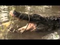 Holy Moly Gatorzilla LIVES Gator Boys