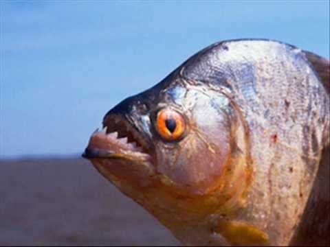 (VideoClip) Bezerra da Silva & Genaro - Piranha