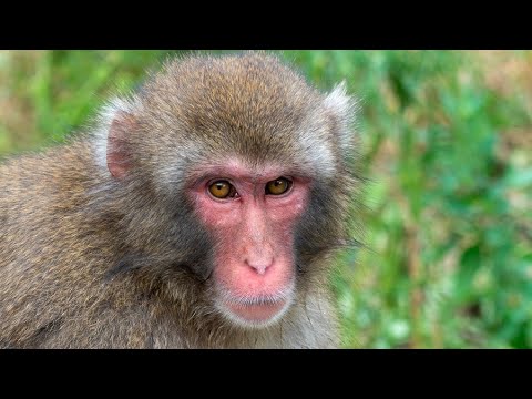 Top 50 curiosities about MONKEYS