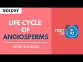 Life Cycle Of Angiosperms NEET Biology NEET UG In 10