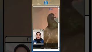 Aksi Lucu Sekaligus Unik Seekor Burung Merpati dengan Santai Nikmati Perjalanan di Atas Motor
