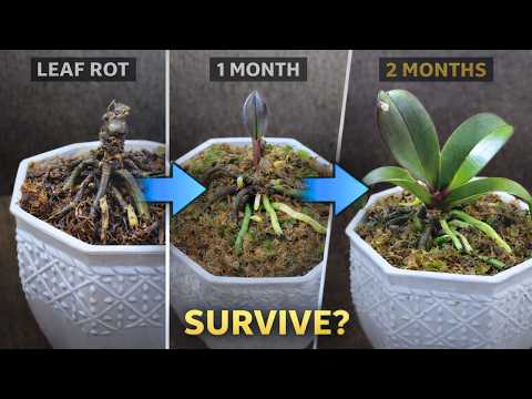 This Orchid Had Severe Fungal Rot… Here’s How I Brought It Back to Life
