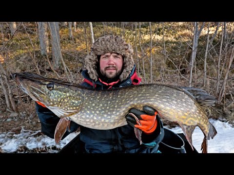 PIKE FISHING IN THE SPRING - 8 KG PIKE AND A BIG PILE OF SMALLER FISH