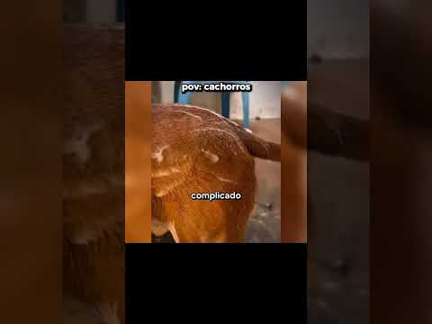 TENTE NÃO RIR ATÉ O FINAL💀I VÍDEO COMPLETO TE ESPERA #memes #memesbr #engraçado #tentenaorir #humor