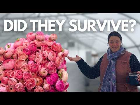 How I Protected Ranunculus at -18°F in a High Tunnel