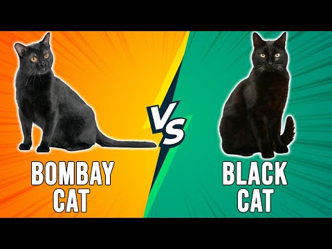 Bombay Cat vs Black Cat – Dissecting Their Differences (Which Is the Ultimate Pick?)