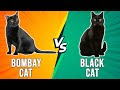 Bombay Cat Vs Black Cat Dissecting Their Differences Which Is The Ultimate Pick