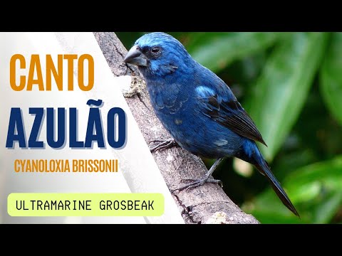 Pápežík ultramarínový (Cyanoloxia brissonii) — video o speve a chove