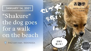 「行きたくない」シャクレ犬リラさんの気の重いお散歩 2021年1月14日夕方