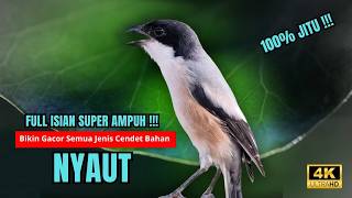Download lagu Cendet Gacor BONGKAR ISIAN PANCINGAN HANDAL CENDET AGAR BUNYI bikin BURUNG CENDET GACOR AKTIF mp3
