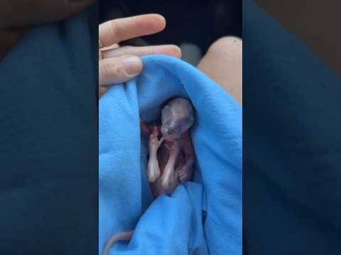This Is Why You Should Always Check a Kangaroo’s Pouch 🦘❤️