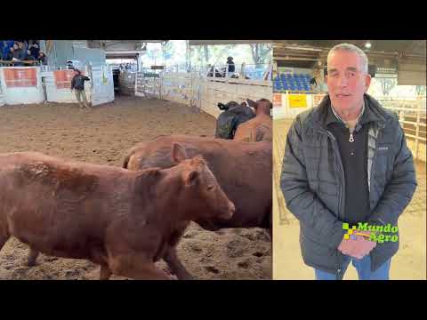 🔵🐮Con un mercado firme, Consignaciones Córdoba remató 964 cabezas en la Rural de Jesús María