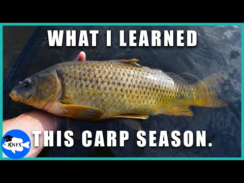 5 Carp Fishing Tips & Creek Fish Feeding Frenzy on Peanut Butter Bait